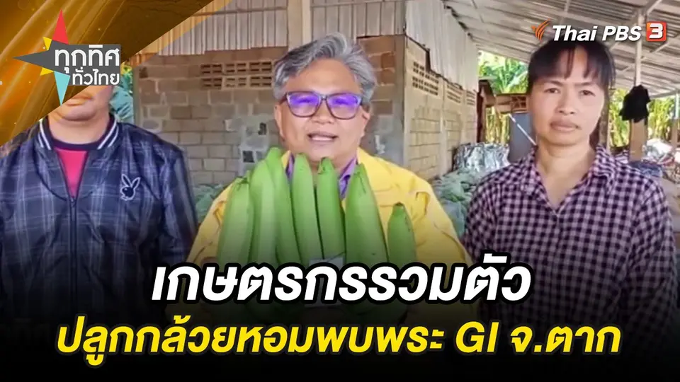 เกษตรกรรวมตัวปลูกกล้วยหอมพบพระ GI จ.ตาก
