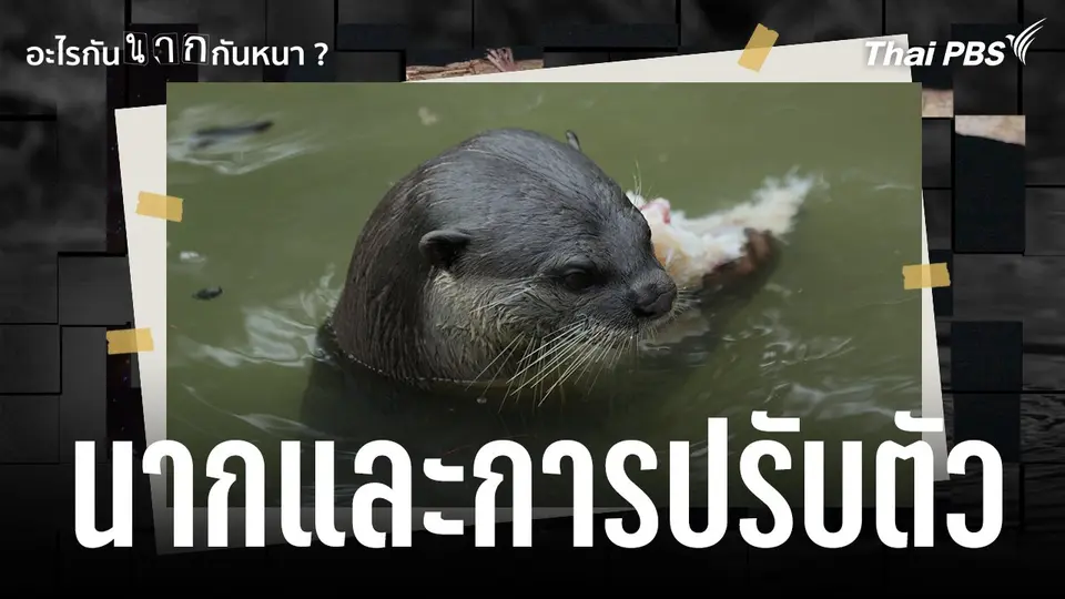 นากและการปรับตัว