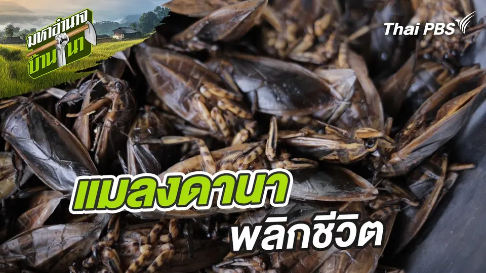 แมลงดานา พลิกชีวิต