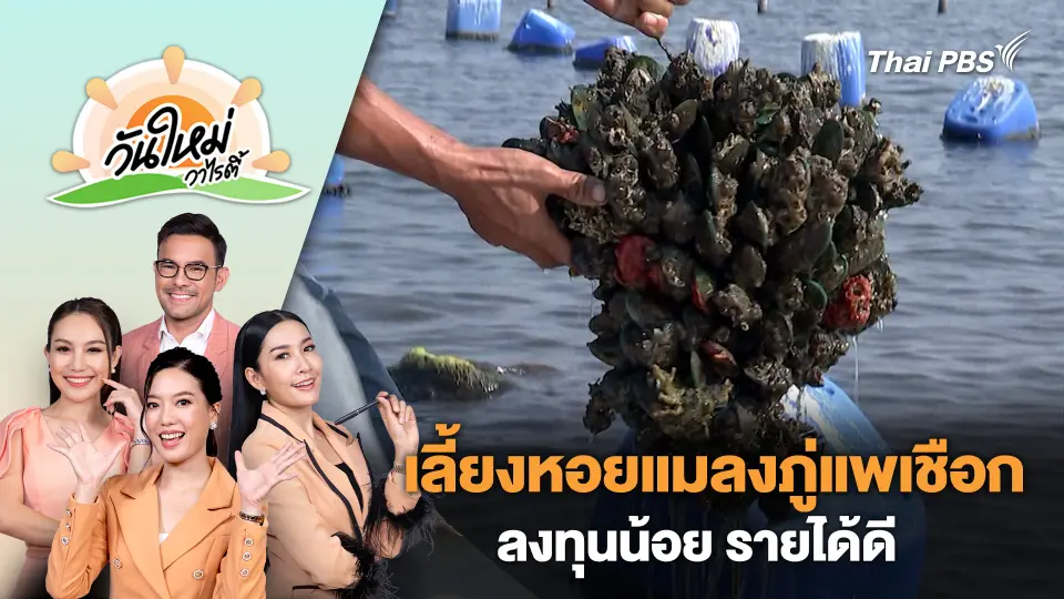อาชีพเลี้ยงหอยแมลงภู่แพเชือก ลงทุนน้อย รายได้ดี | วันใหม่วาไรตี้ | 23 พ.ค. 67
