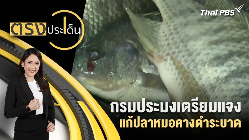 กรมประมงเตรียมแจงแก้ปลาหมอคางดำระบาด