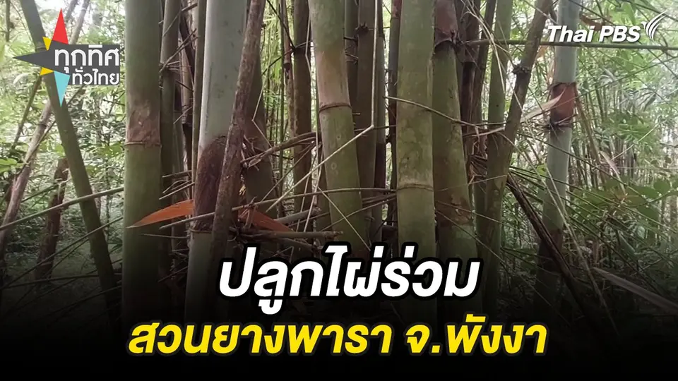 ปลูกไผ่ร่วมสวนยางพารา จ.พังงา