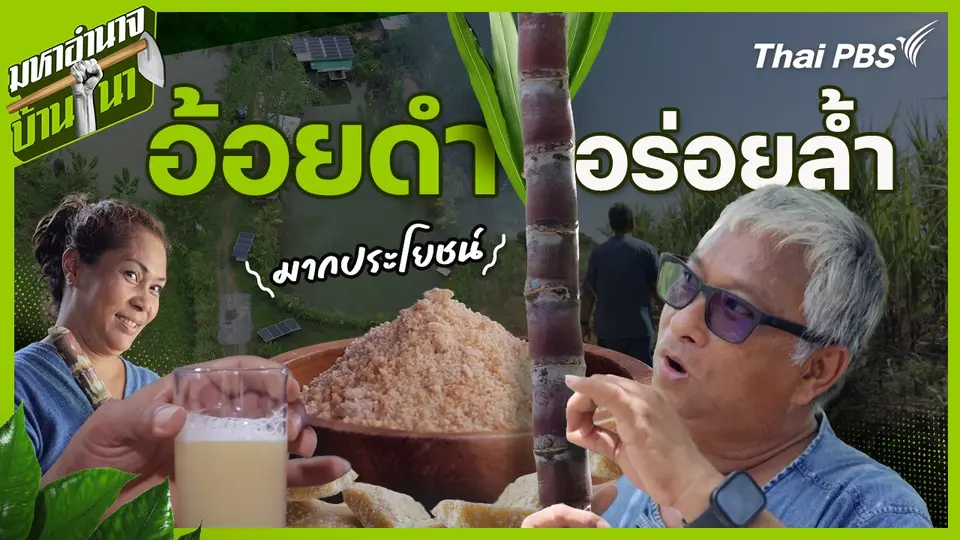 อ้อยดำ อร่อยล้ำ มากประโยชน์