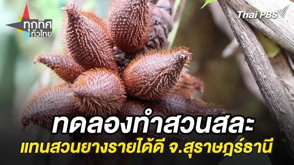 ทดลองทำสวนสละแทนสวนยางรายได้ดี จ.สุราษฎร์ธานี