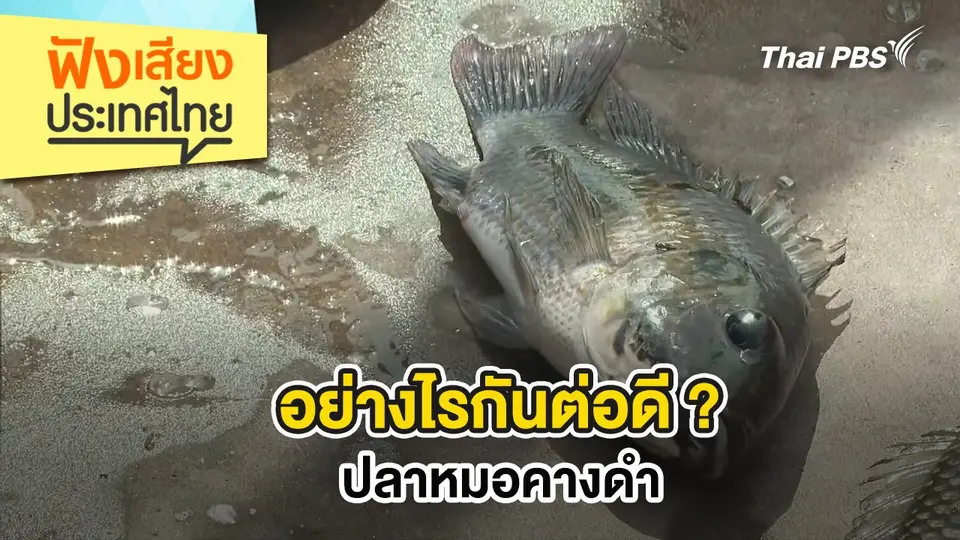 อย่างไรกันต่อดี ? ปลาหมอคางดำ