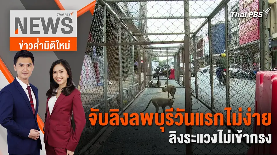จับลิงลพบุรีวันแรกไม่ง่าย ลิงระแวงไม่เข้ากรง | 24 พ.ค. 67