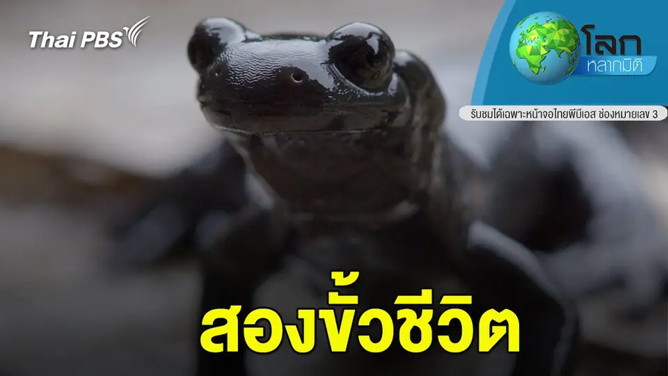 โลกหลากมิติ