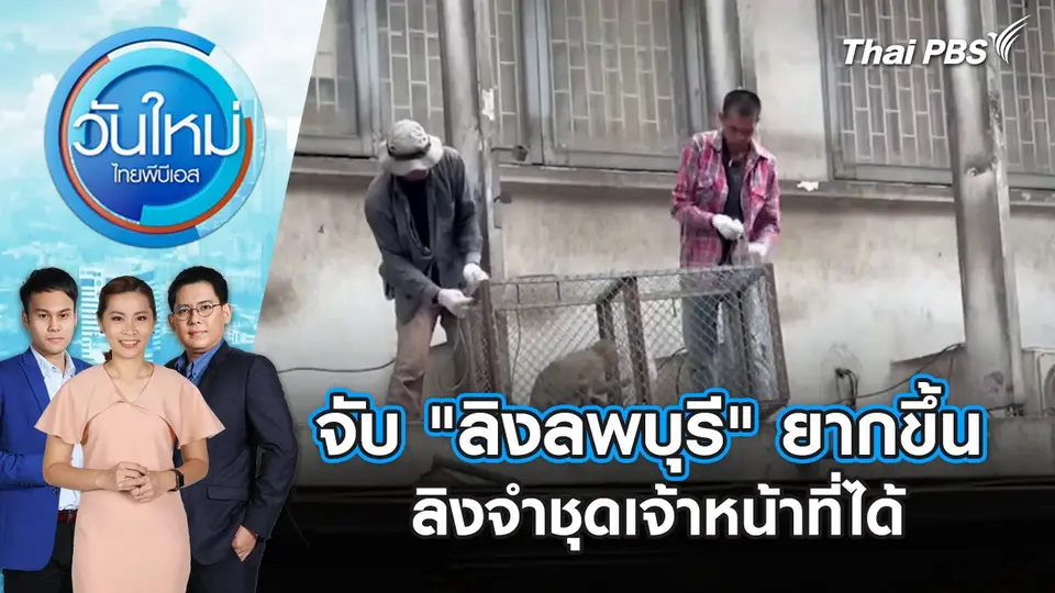 จับ "ลิงลพบุรี" ยากขึ้น ลิงจำชุดเจ้าหน้าที่ได้  | วันใหม่ ไทยพีบีเอส | 13 มิ.ย. 67