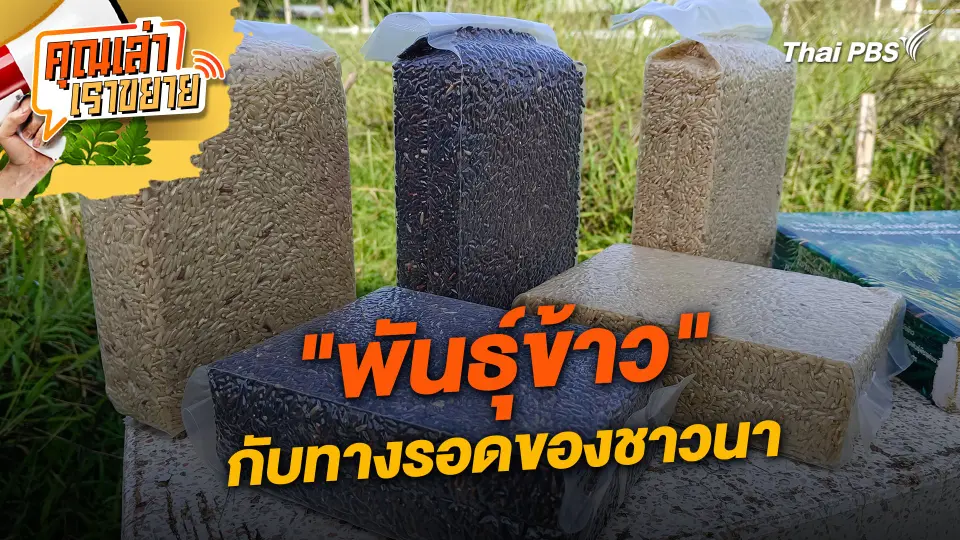 "พันธุ์ข้าว" กับทางรอดของชาวนา