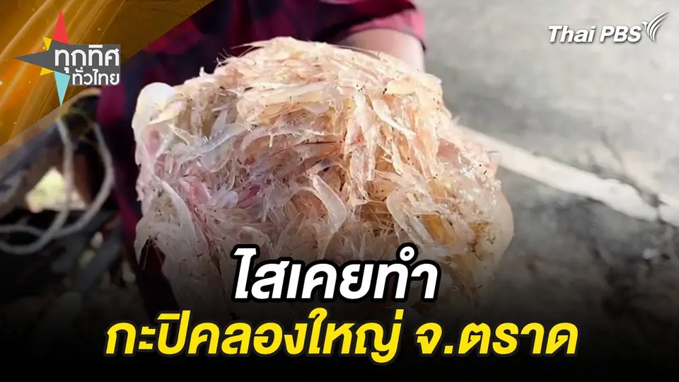 ไสเคยทำกะปิคลองใหญ่ จ.ตราด