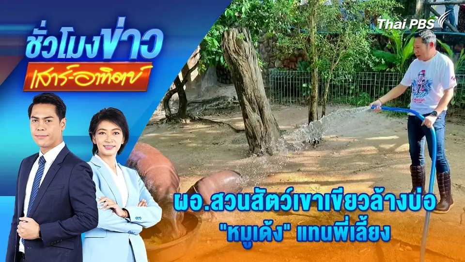 ผอ.สวนสัตว์เขาเขียวล้างบ่อ "หมูเด้ง" แทนพี่เลี้ยง | ชั่วโมงข่าว เสาร์ - อาทิตย์ | 3 พ.ย. 67