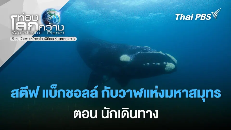 สตีฟ แบ็กชอลล์ กับวาฬแห่งมหาสมุทร ตอน นักเดินทาง