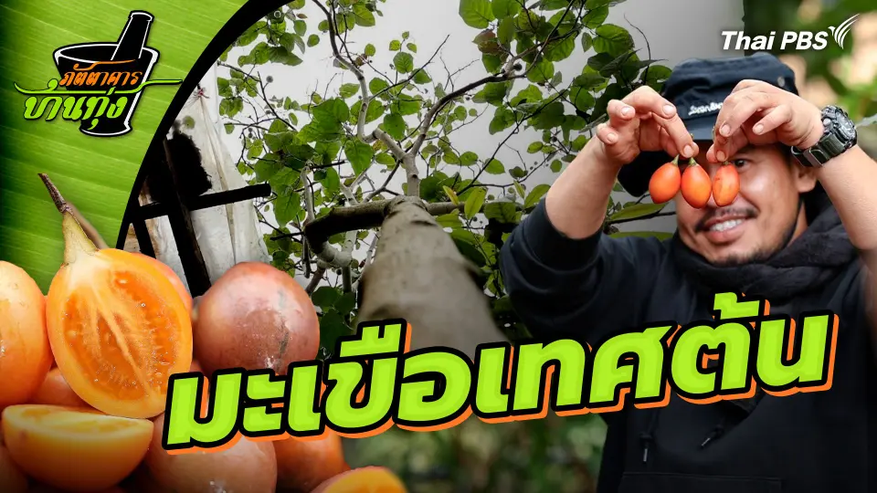 มะเขือเทศต้น