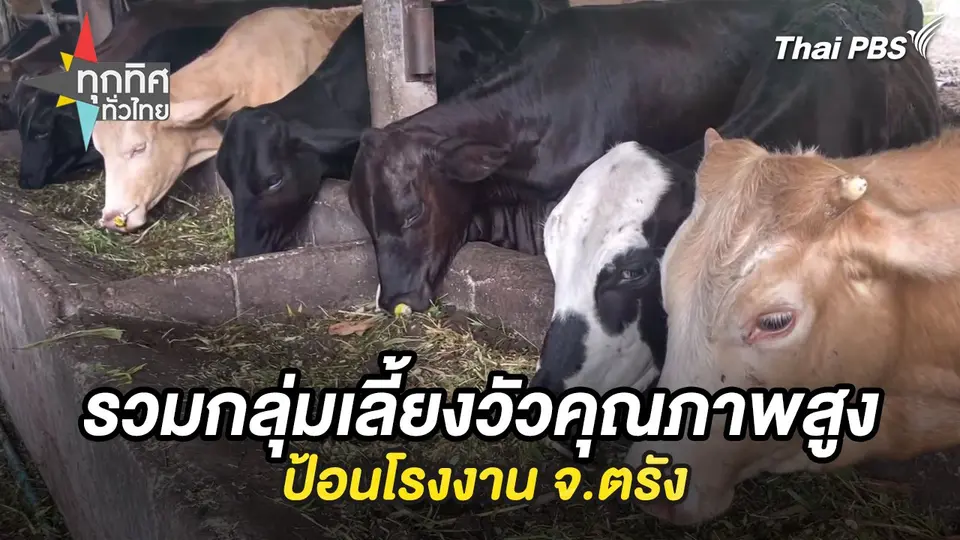 รวมกลุ่มเลี้ยงวัวคุณภาพสูงป้อนโรงงาน จ.ตรัง