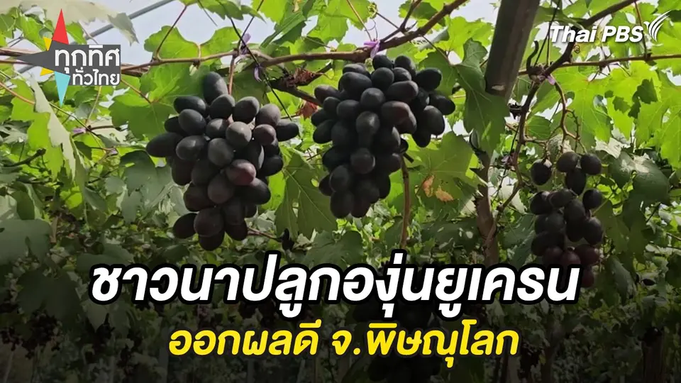 ชาวนาปลูกองุ่นยูเครนออกผลดี จ.พิษณุโลก