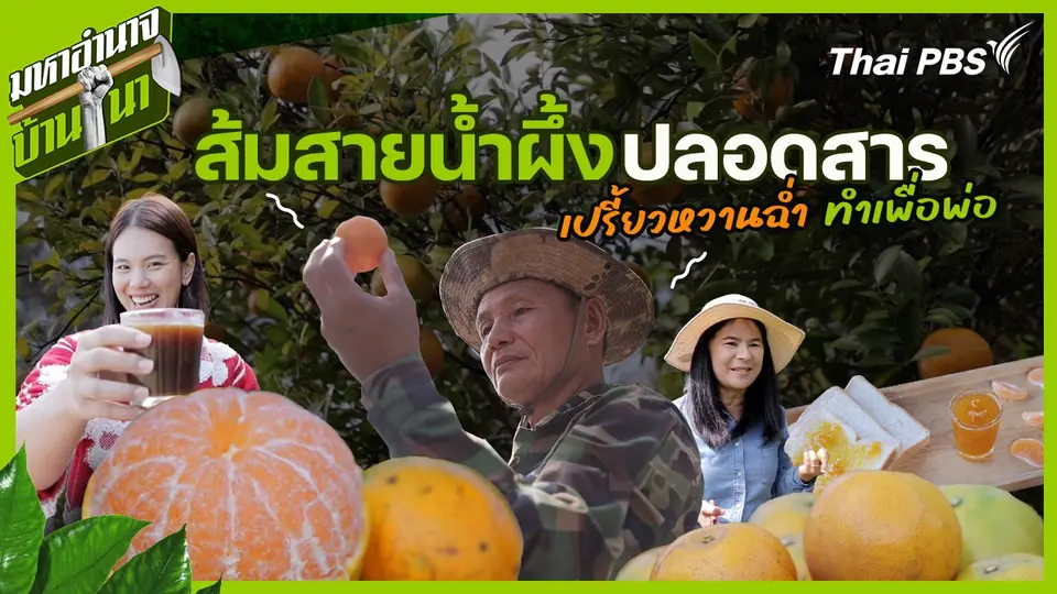 ส้มสายน้ำผึ้งปลอดสาร เปรี้ยวหวานฉ่ำ ทำเพื่อพ่อ