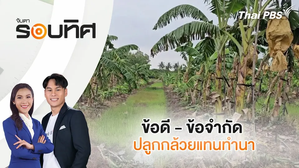 ข้อดี - ข้อจำกัด ปลูกกล้วยแทนทำนา | จับตารอบทิศ | 10 มี.ค. 68