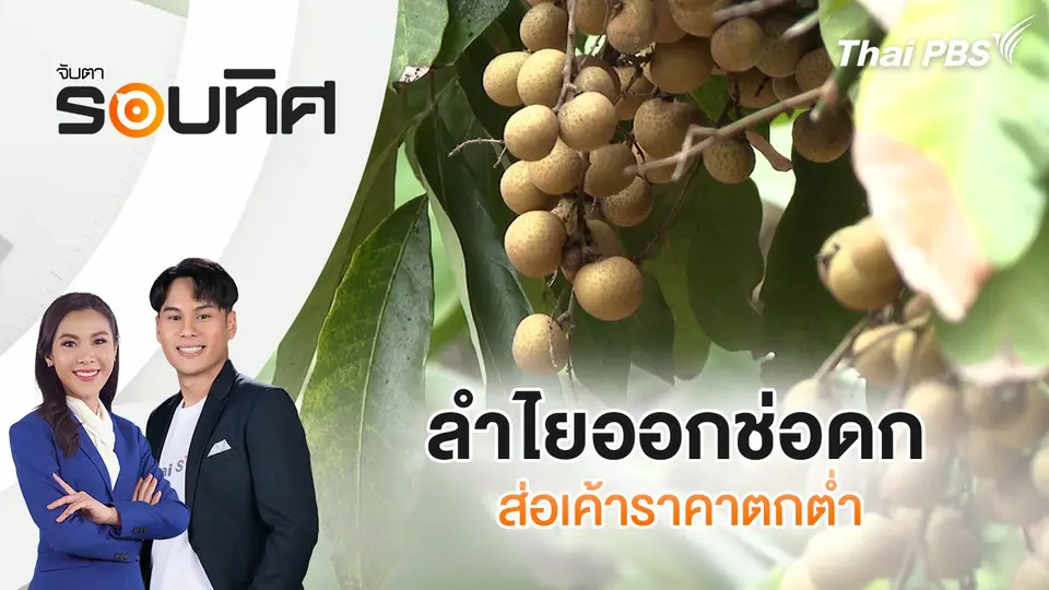 ลำไยออกช่อดก ส่อเค้าราคาตกต่ำ | จับตารอบทิศ | 26 มี.ค. 68