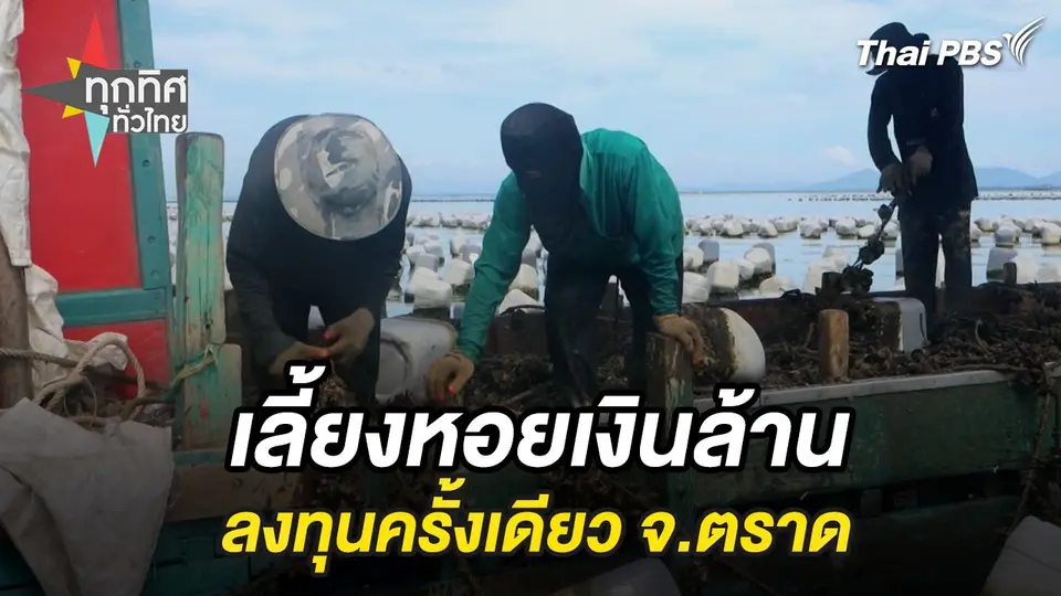 เลี้ยงหอยเงินล้านลงทุนครั้งเดียว จ.ตราด