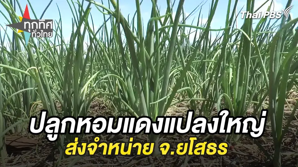 ปลูกหอมแดงแปลงใหญ่ส่งจำหน่าย จ.ยโสธร