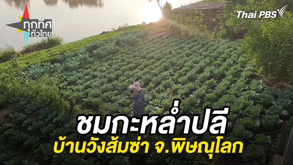 ชมกะหล่ำปลีบ้านวังส้มซ่า จ.พิษณุโลก