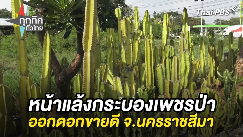 หน้าแล้งกระบองเพชรป่าออกดอกขายดี จ.นครราชสีมา