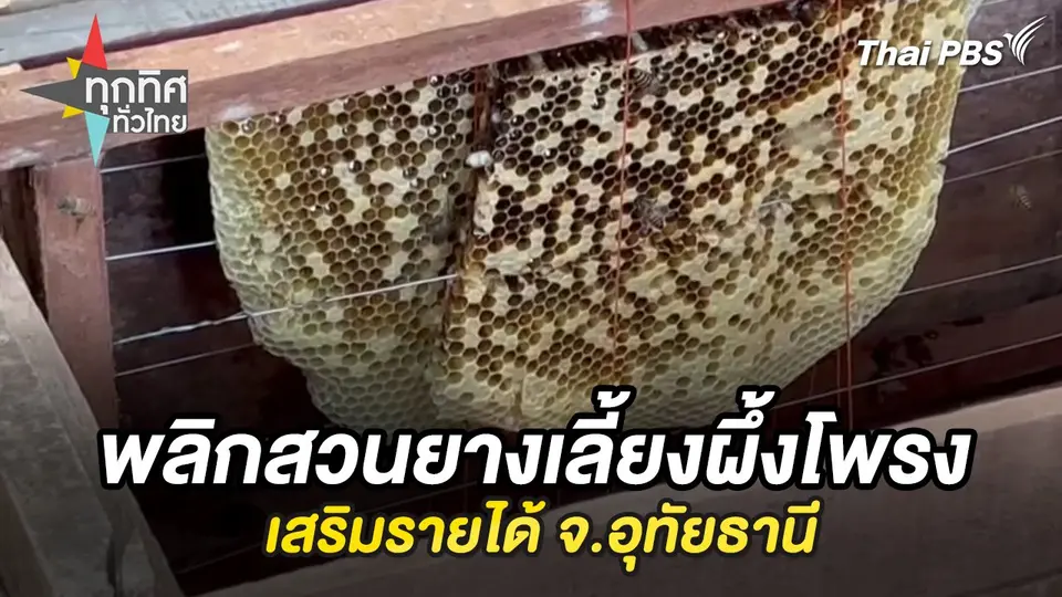 พลิกสวนยางเลี้ยงผึ้งโพรงเสริมรายได้ จ.อุทัยธานี