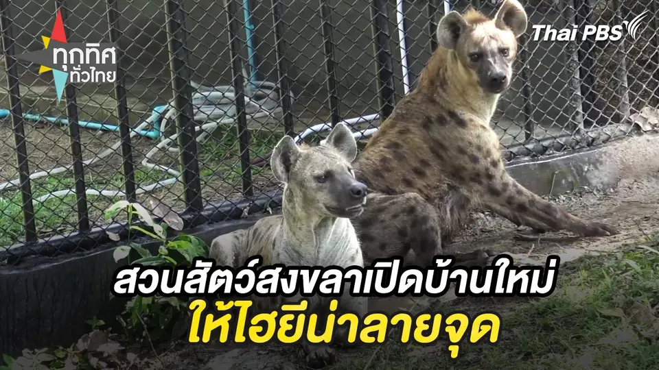 สวนสัตว์สงขลาเปิดบ้านใหม่ให้ไฮยีน่าลายจุด