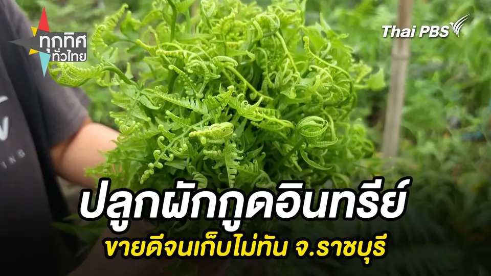 ปลูกผักกูดอินทรีย์ขายดีจนเก็บไม่ทัน จ.ราชบุรี
