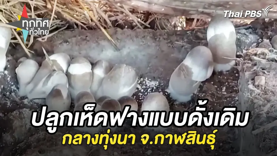 ปลูกเห็ดฟางแบบดั้งเดิมกลางทุ่งนา จ.กาฬสินธุ์