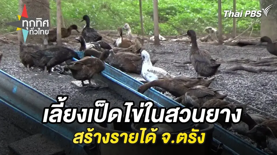 เลี้ยงเป็ดไข่ในสวนยางสร้างรายได้ จ.ตรัง