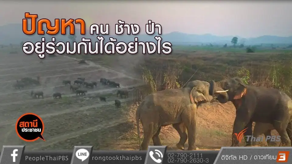 คน ช้าง ป่า อยู่ร่วมกันได้อย่างไร