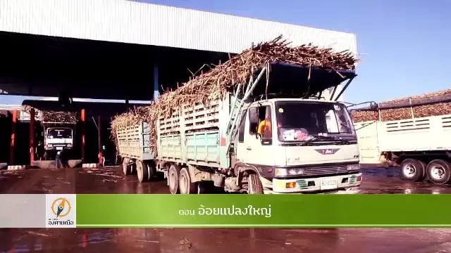 อ้อยแปลงใหญ่