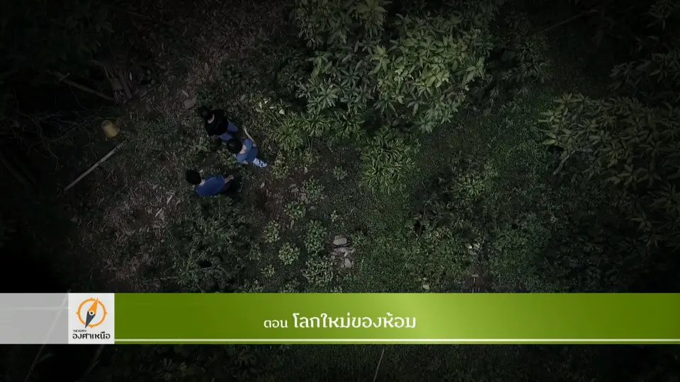 โลกใหม่ของห้อม