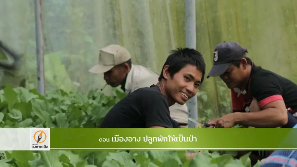 เมืองอาง ปลูกผักให้เป็นป่า​