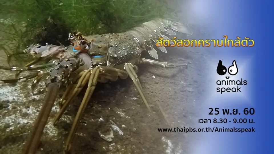 สัตว์ลอกคราบใกล้ตัว
