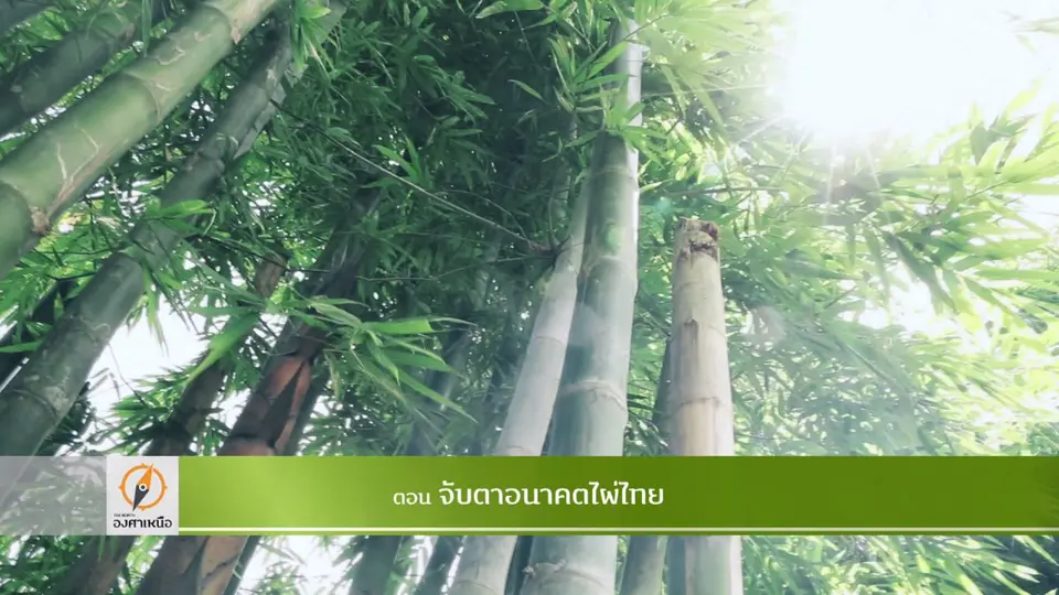 จับตาอนาคตไผ่ไทย​​