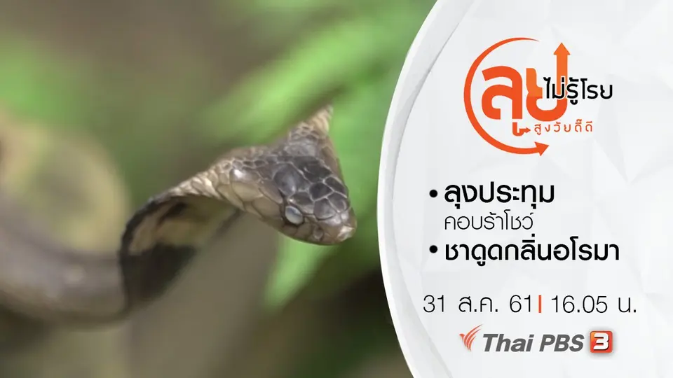 ลุงประทุม คอบร้าโชว์/ ชาดูดกลิ่นอโรมา