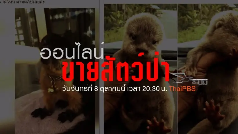 ออนไลน์ขายสัตว์ป่า