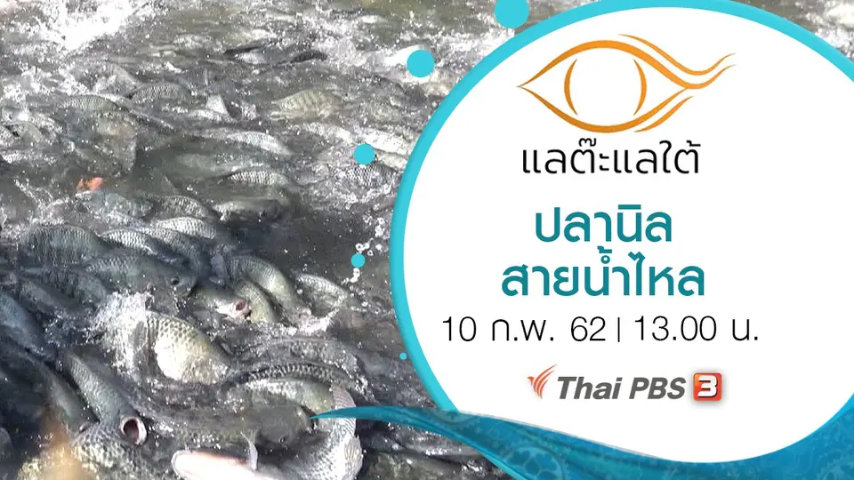 ปลานิลสายน้ำไหล