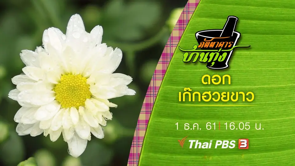 ดอกเก๊กฮวยขาว