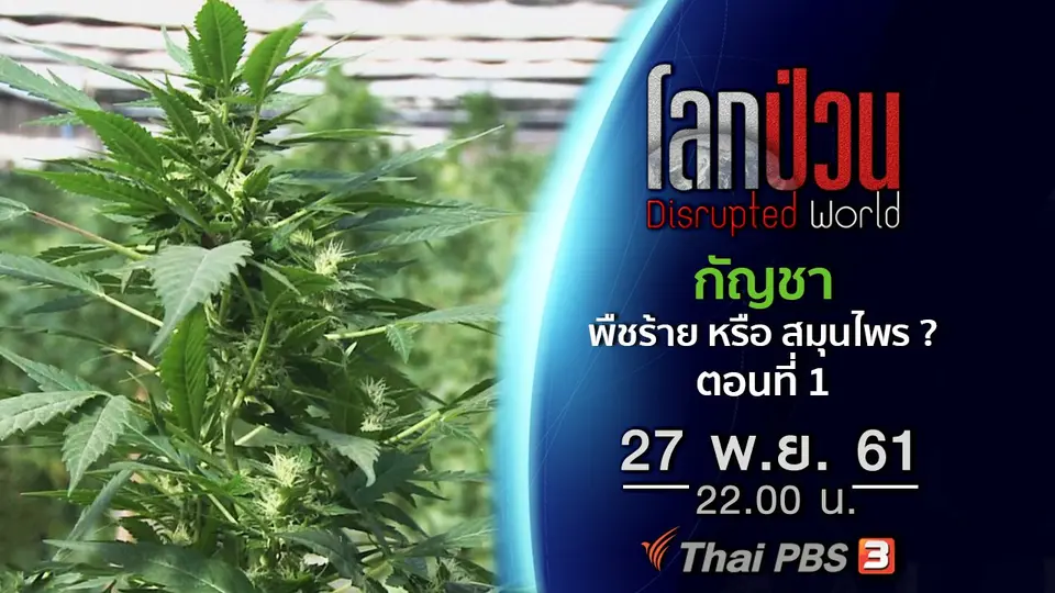 กัญชา พืชร้าย หรือ สมุนไพรทางเลือก ? ตอนที่ 1