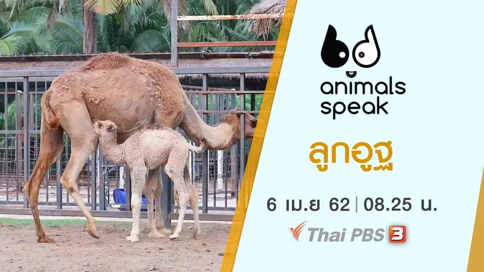Animals Speak