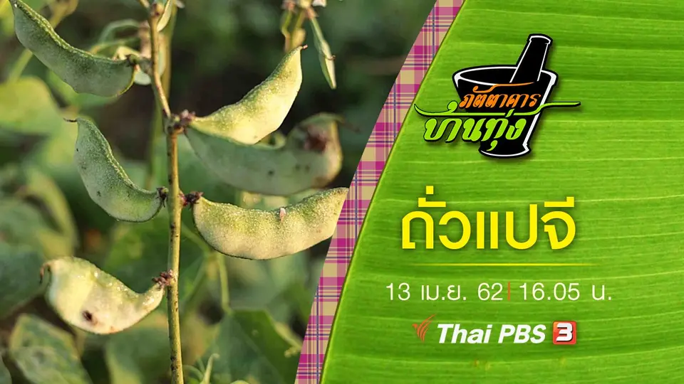 ถั่วแปจี