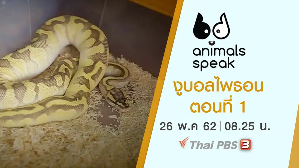 Animals Speak