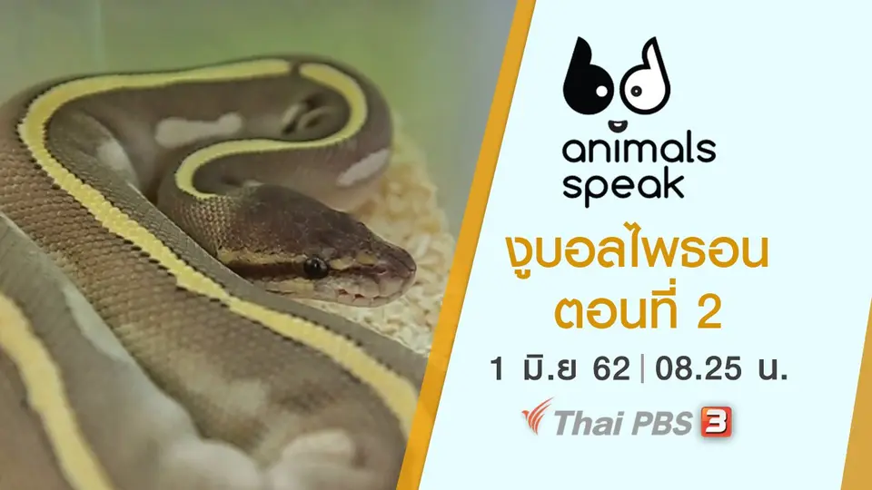 Animals Speak