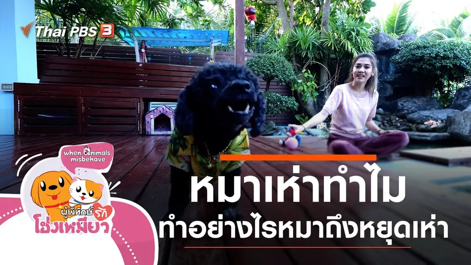 หมาเห่าทำไม ทำอย่างไรหมาถึงหยุดเห่า