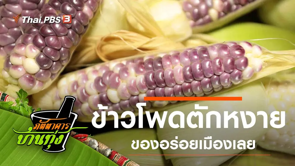 ข้าวโพดตักหงาย