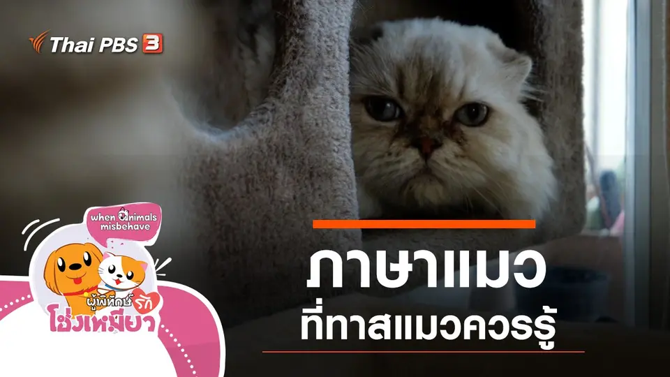 ภาษาแมว ที่ทาสแมวควรรู้
