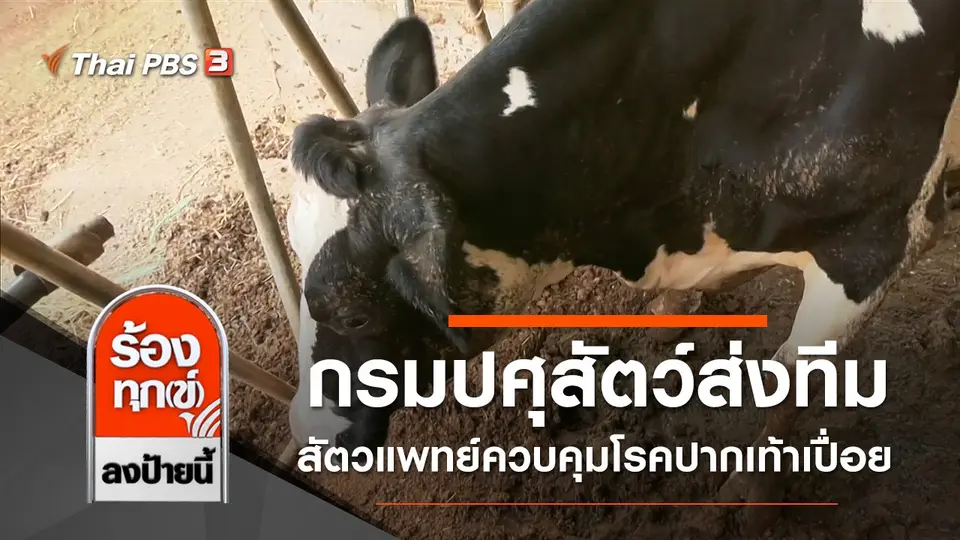 กรมปศุสัตว์ส่งทีมสัตวแพทย์ควบคุมโรคปากเท้าเปื่อย จ.สระบุรี